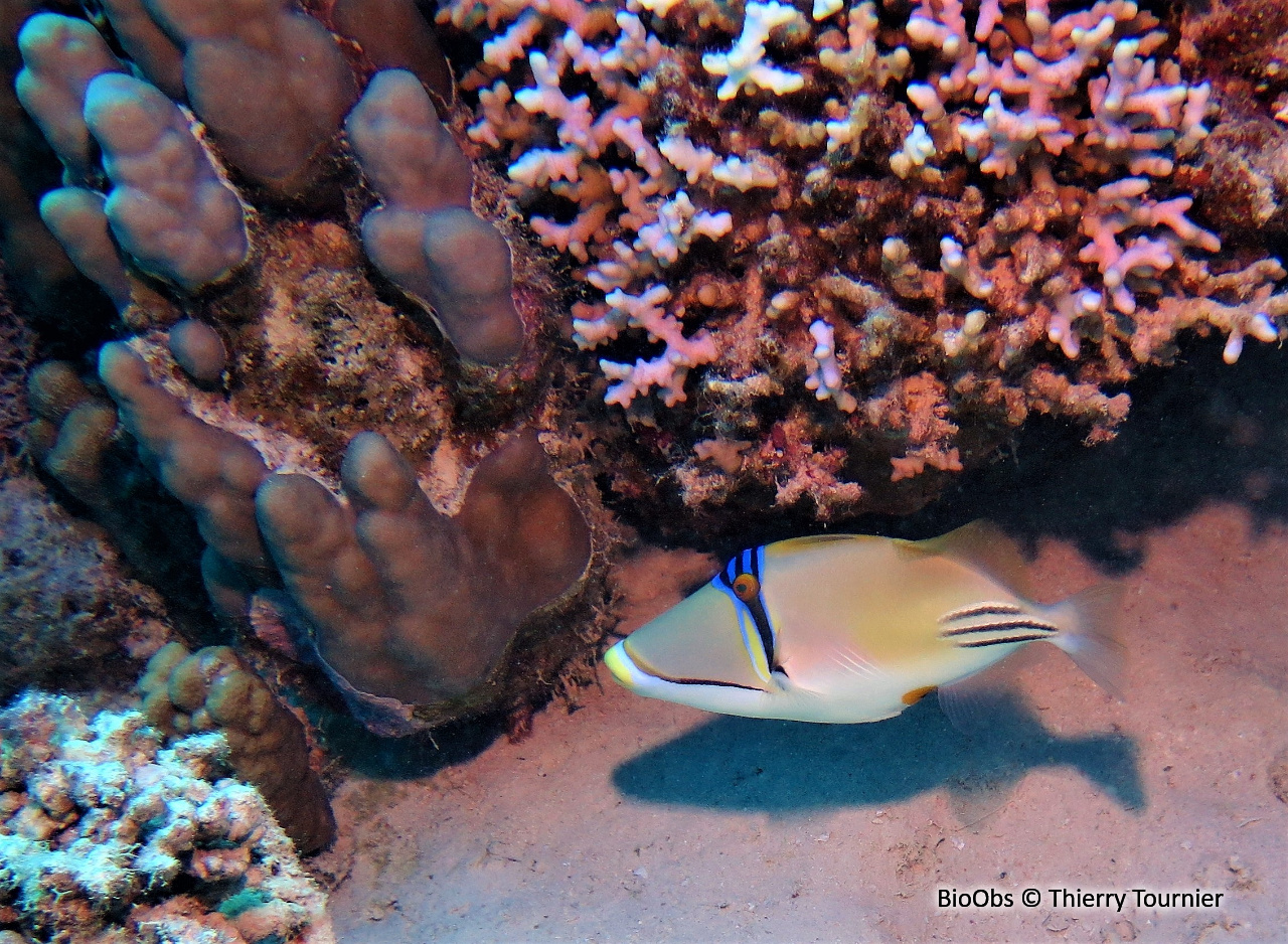 Baliste picasso de la mer Rouge - Rhinecanthus assasi - Thierry Tournier - BioObs