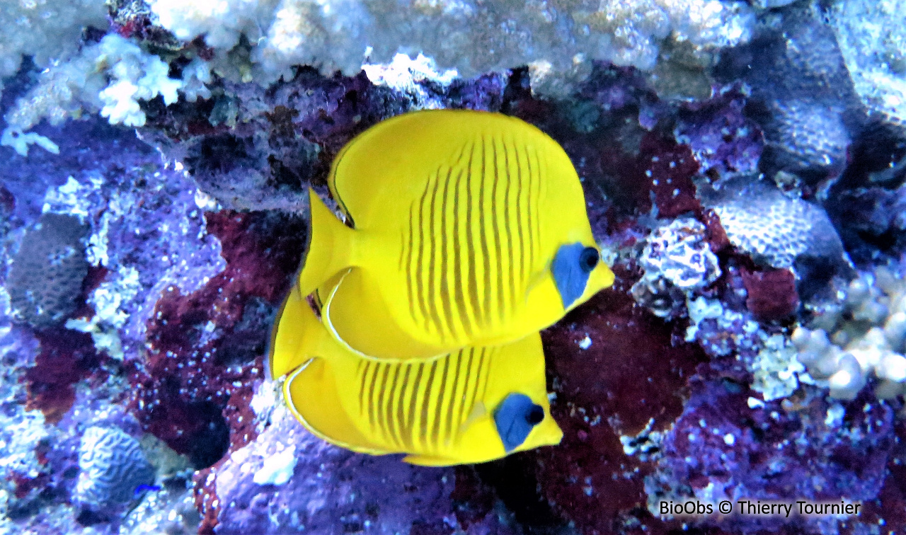 Poisson-papillon jaune - Chaetodon semilarvatus - Thierry Tournier - BioObs