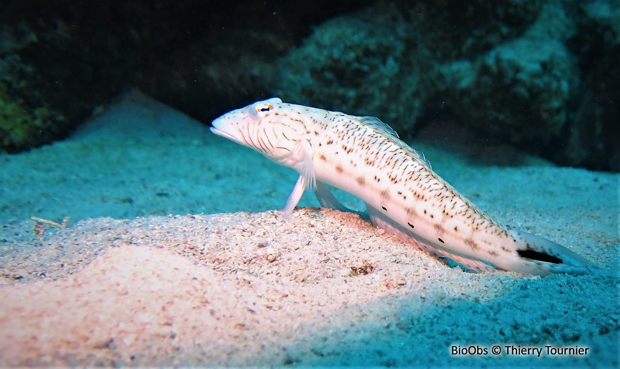 Pintade de mer - Parapercis hexophtalma - Thierry Tournier - BioObs