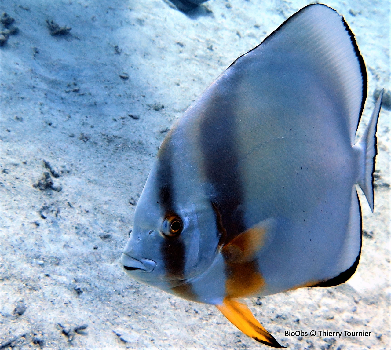 Platax orbiculaire - Platax orbicularis - Thierry Tournier - BioObs