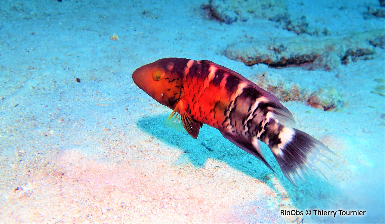 Vieille rayée - Cheilinus fasciatus - Thierry Tournier - BioObs