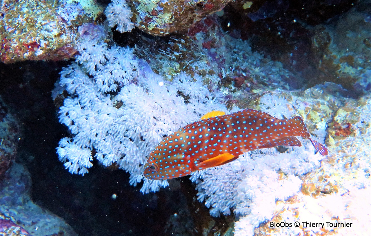 Mérou rouge - Cephalopholis miniata - Thierry Tournier - BioObs