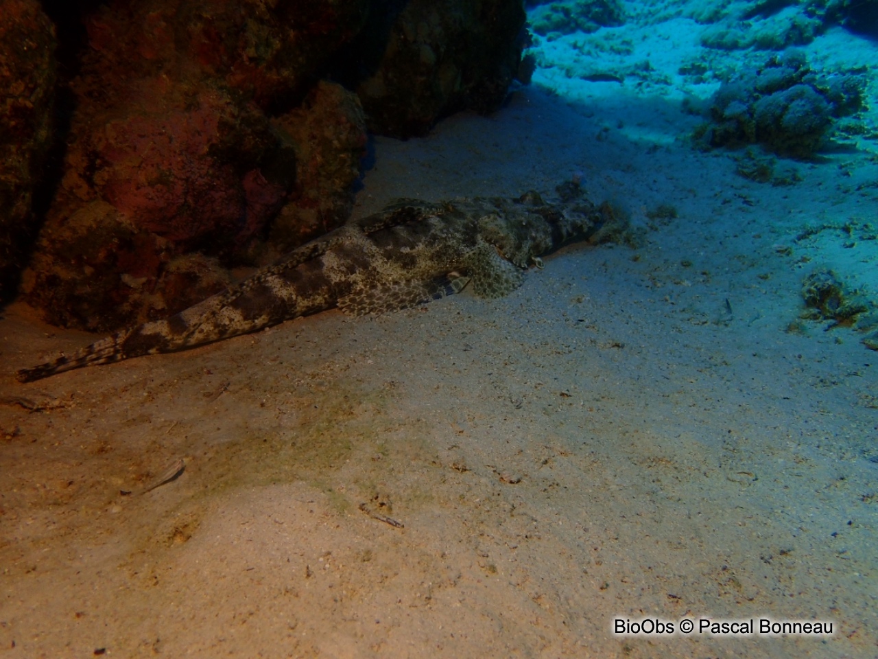 Poisson-crocodile tapis - Papilloculiceps longiceps - Pascal Bonneau - BioObs