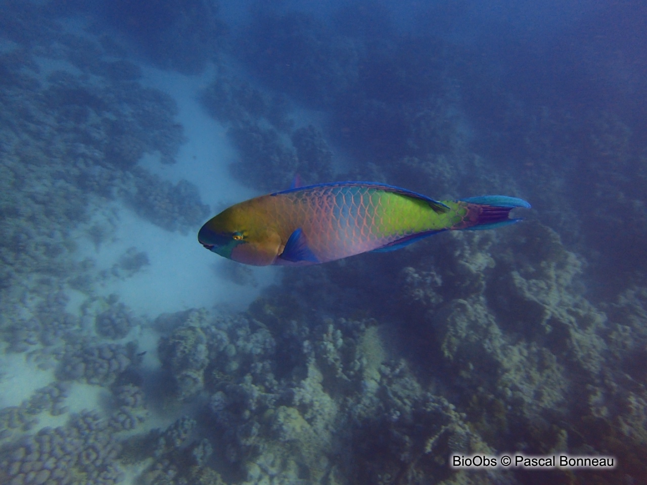 Perroquet rouillé - Scarus ferrugineus - Pascal Bonneau - BioObs