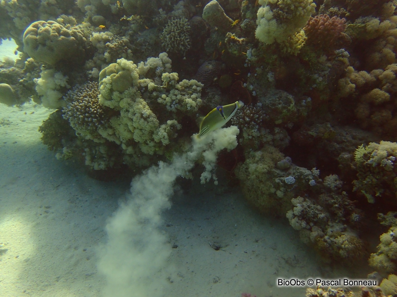 Baliste picasso de la mer Rouge - Rhinecanthus assasi - Pascal Bonneau - BioObs