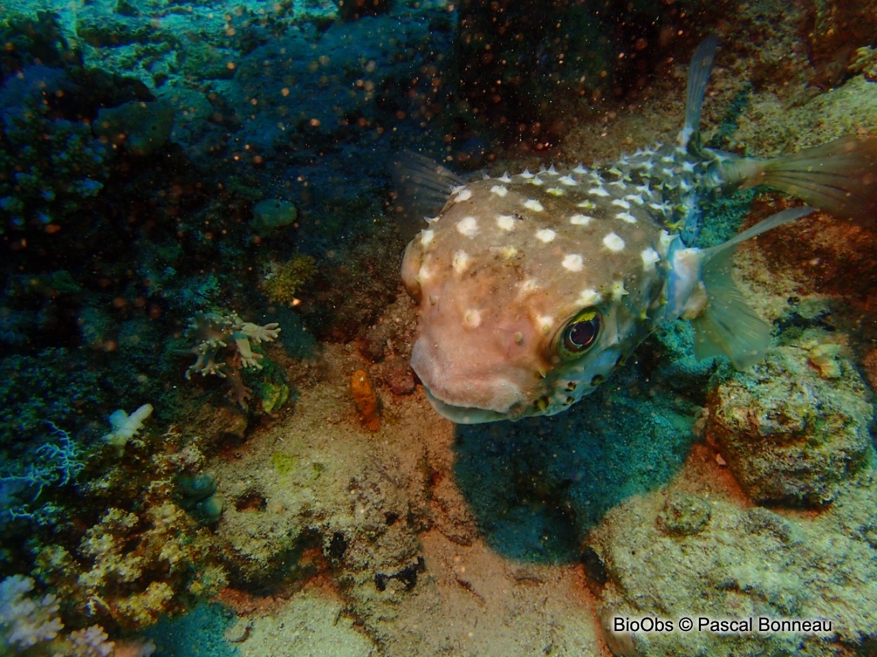 Poisson-hérisson à points jaunes - Cyclichthys spilostylus - Pascal Bonneau - BioObs