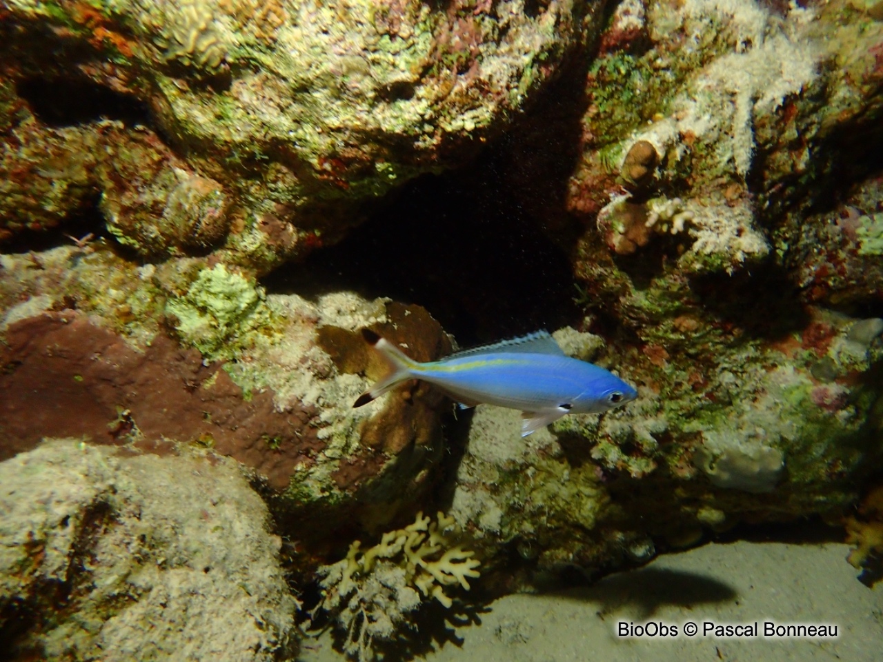 Fusilier de Suez - Caesio suevica - Pascal Bonneau - BioObs