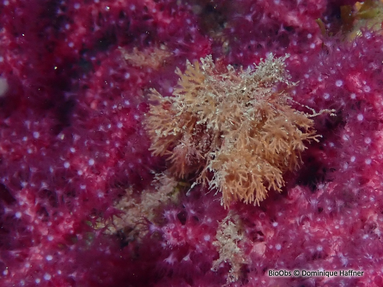 Scrupocellaria d'Europe - Scrupocellaria sp. - Dominique Haffner - BioObs