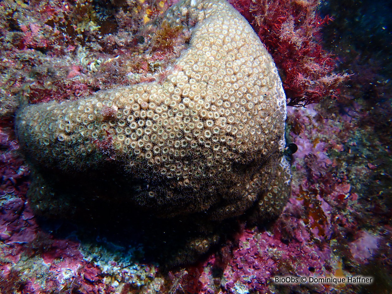 Cladocore - Cladocora caespitosa - Dominique Haffner - BioObs