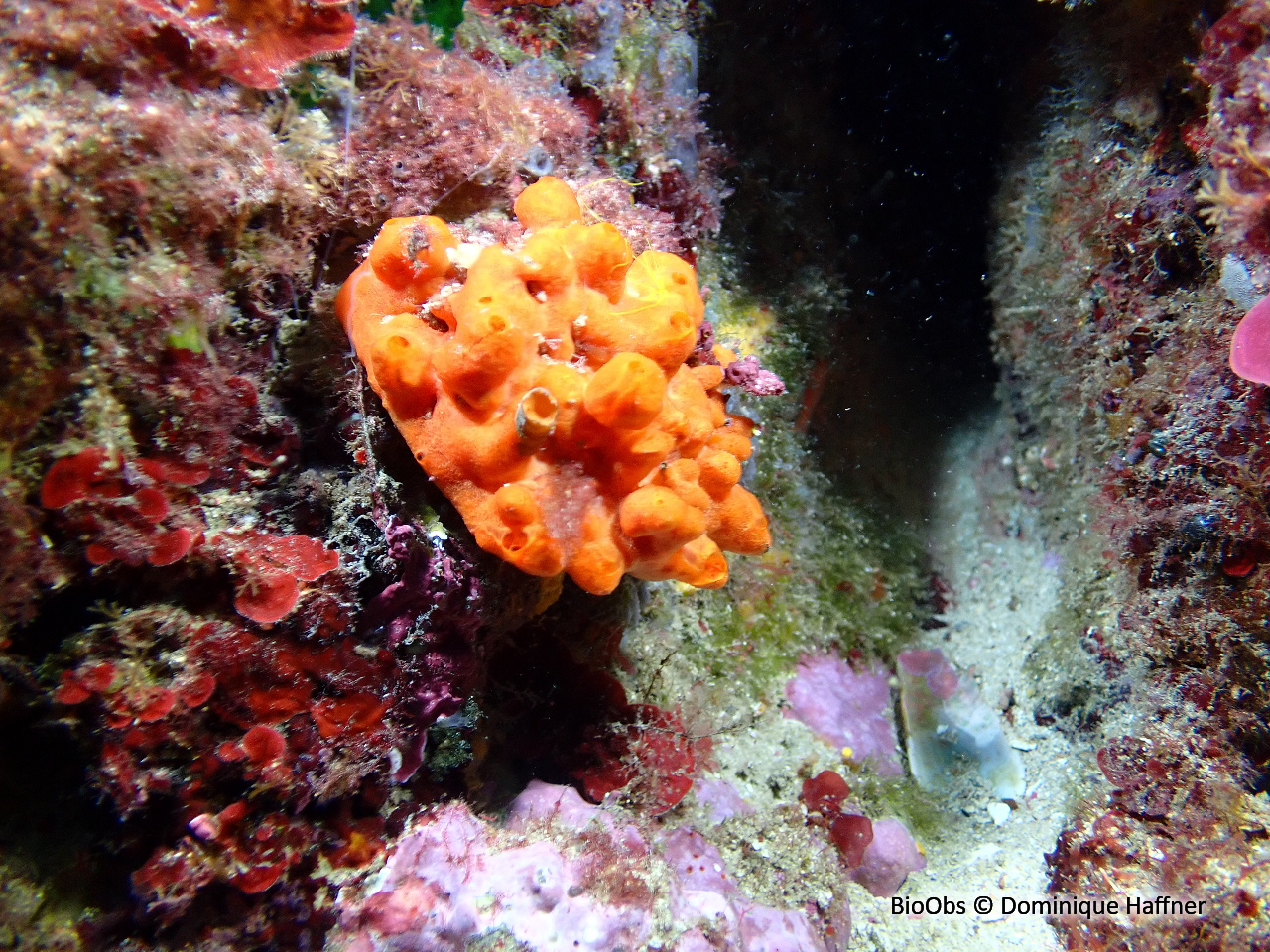 Spondyle pied-d'âne - Spondylus gaederopus - Dominique Haffner - BioObs