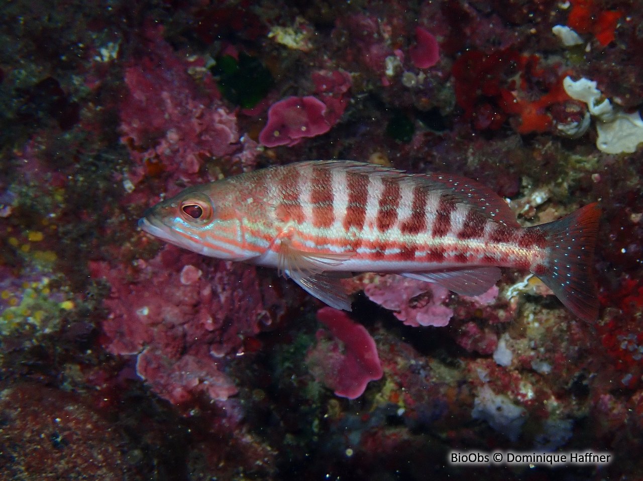 Serran chevrette - Serranus cabrilla - Dominique Haffner - BioObs