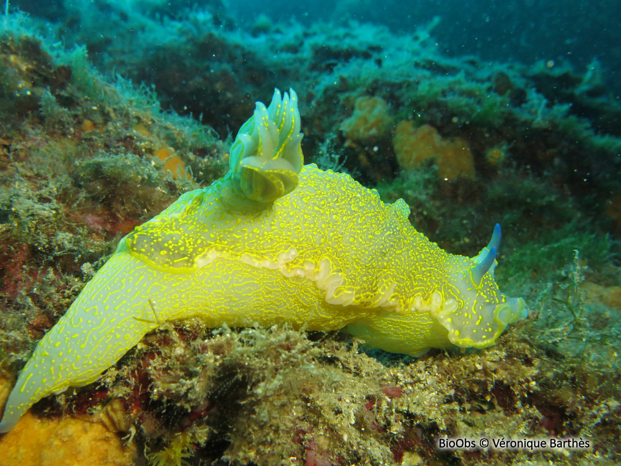 Doris géante - Felimare picta - Véronique Barthès - BioObs