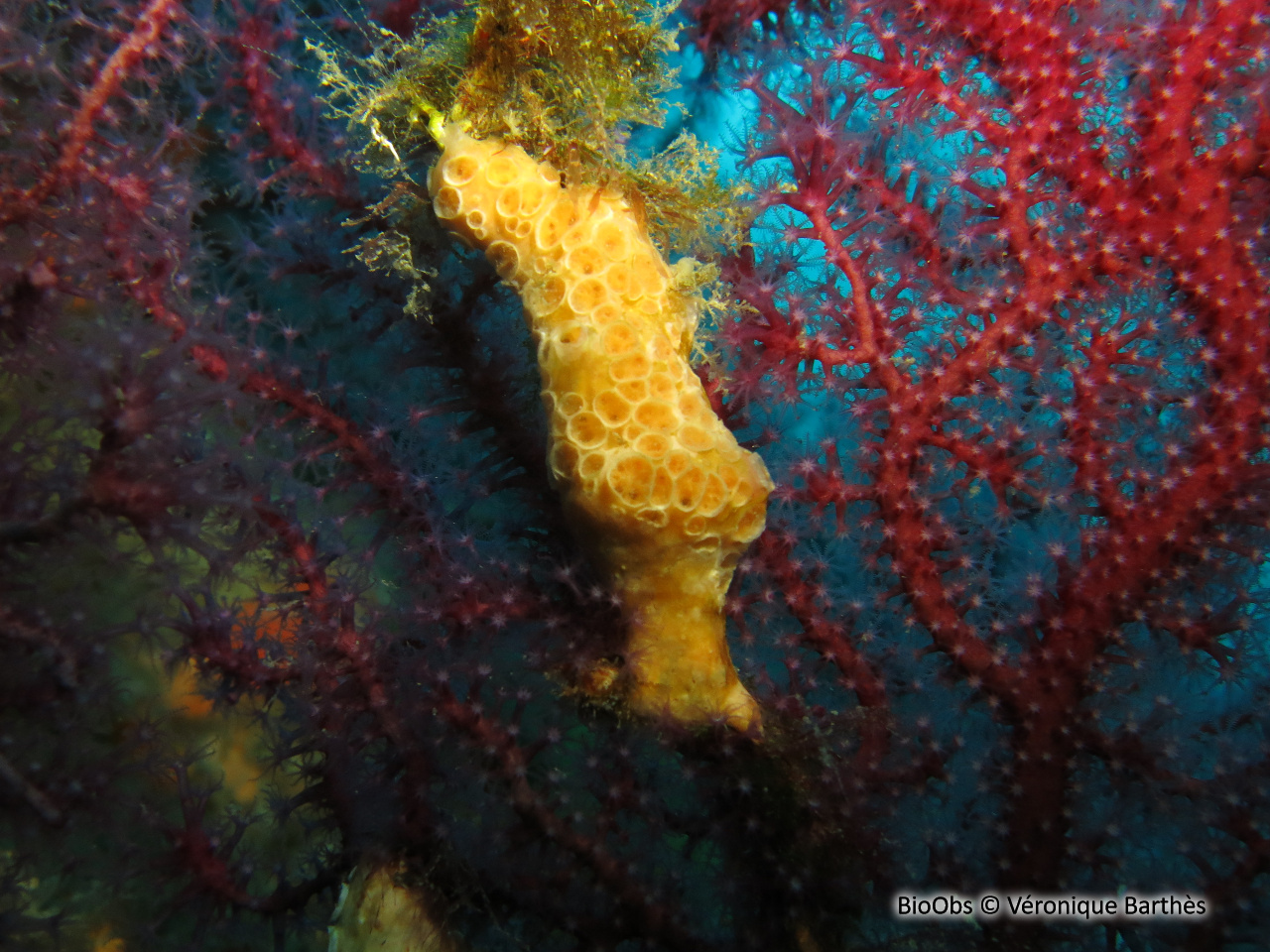 Eponge jaune à cratères - Crella (Grayella) pulvinar - Véronique Barthès - BioObs