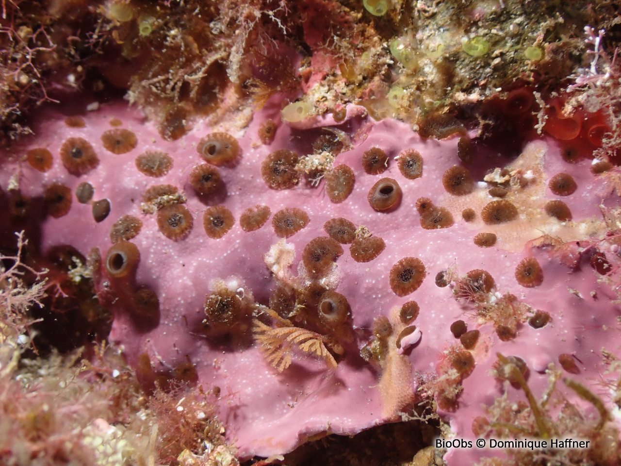 Clione verte - Cliona viridis - Dominique Haffner - BioObs