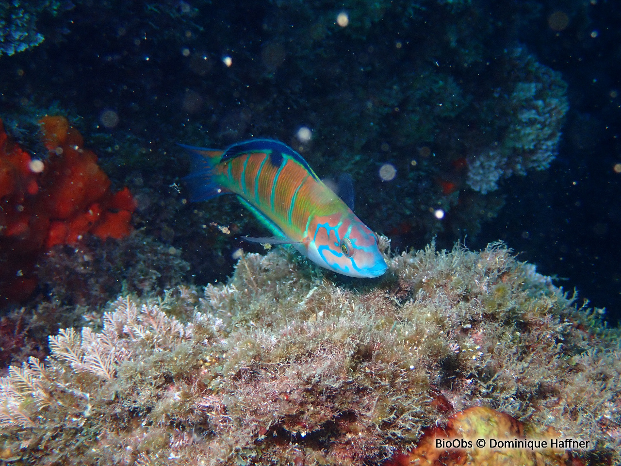 Girelle paon - Thalassoma pavo - Dominique Haffner - BioObs