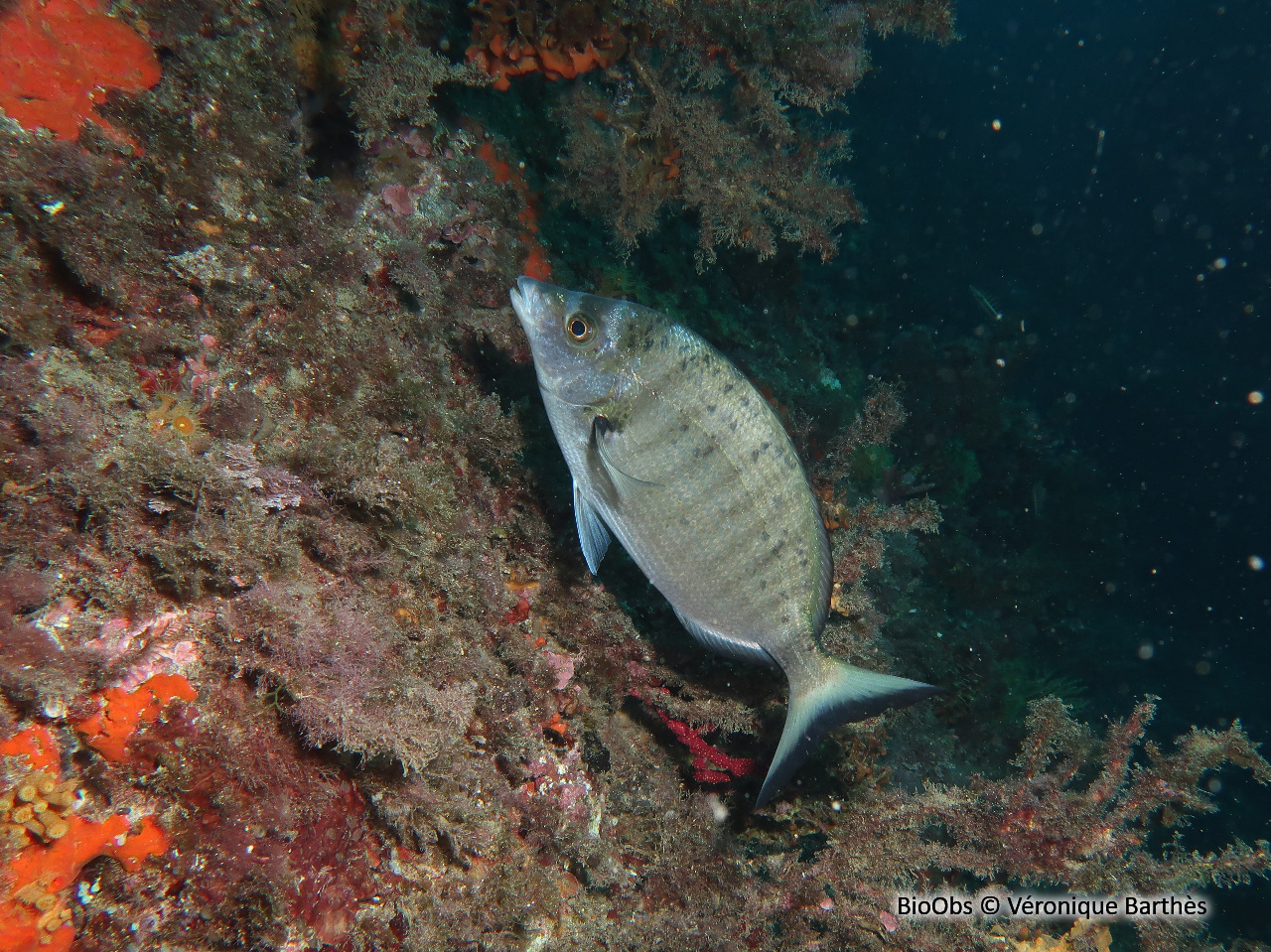 Sar à museau pointu - Diplodus puntazzo - Véronique Barthès - BioObs