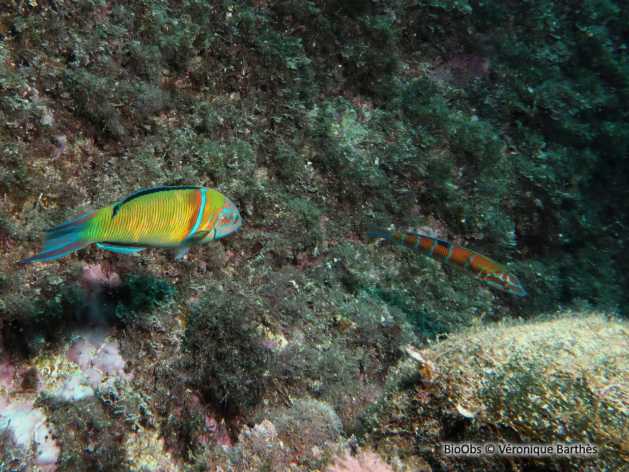 Girelle paon - Thalassoma pavo - Véronique Barthès - BioObs