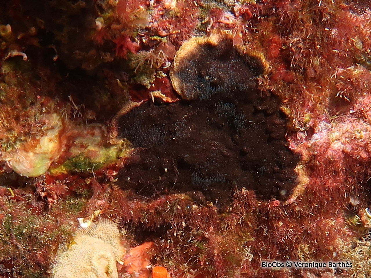 Bryozoaire encroûtant noir - Reptadeonella violacea - Véronique Barthès - BioObs