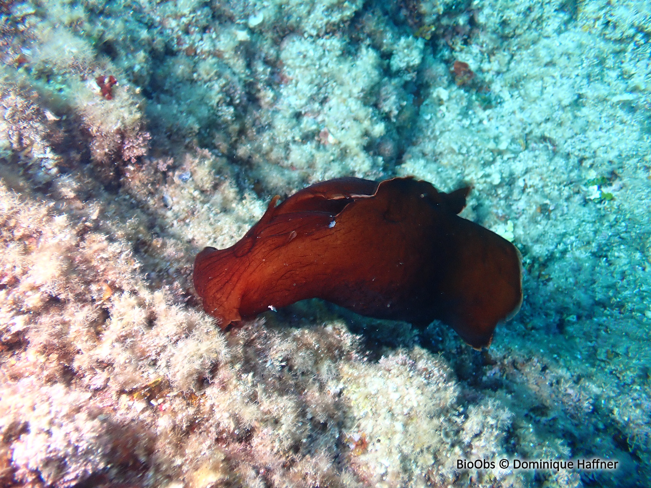 Lièvre de mer, aplysie fasciée - Aplysia fasciata - Dominique Haffner - BioObs