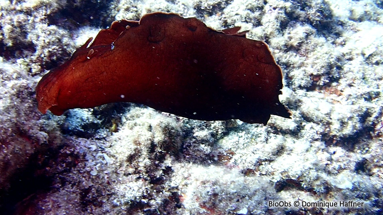 Lièvre de mer, aplysie fasciée - Aplysia fasciata - Dominique Haffner - BioObs