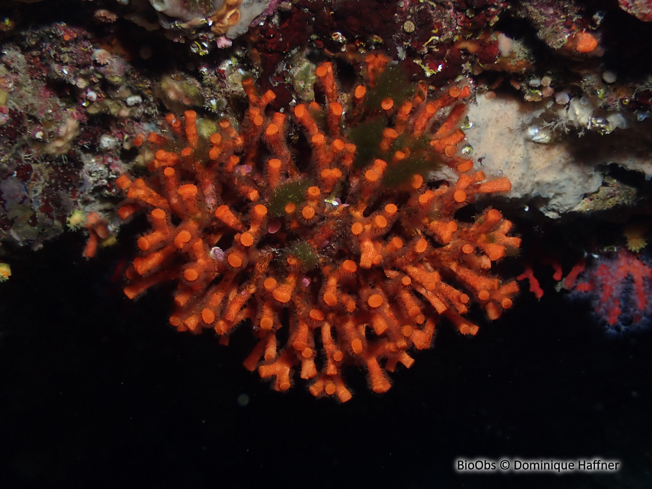 Faux corail - Myriapora truncata - Dominique Haffner - BioObs