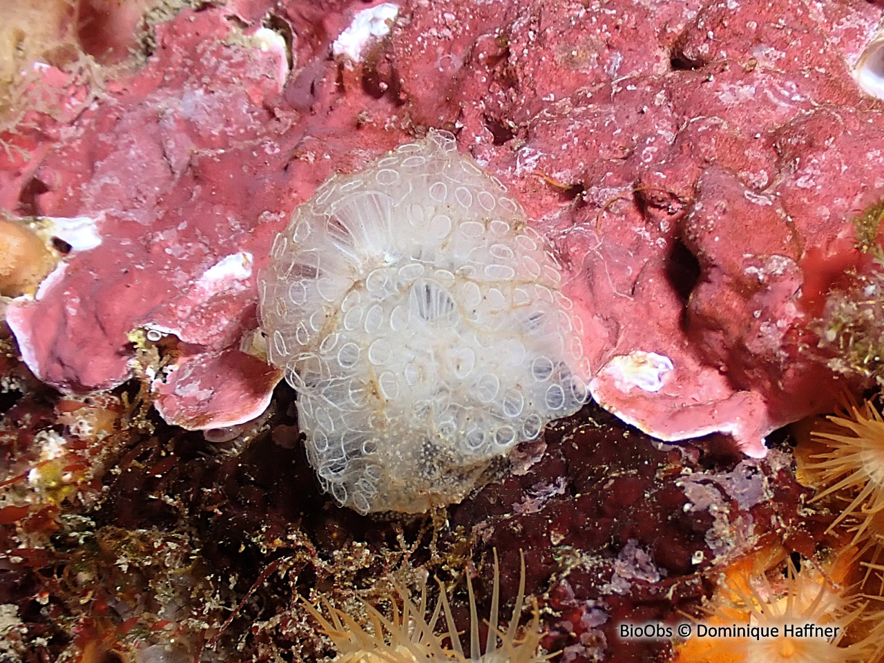 Botrylle cristallin - Botrylloides crystallinus - Dominique Haffner - BioObs