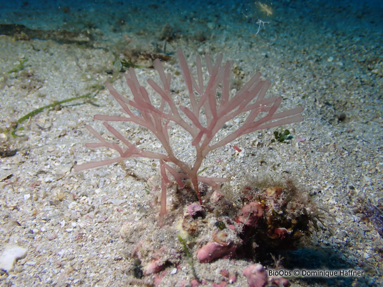 Algues rouges scinaia (genre) - Scinaia - Dominique Haffner - BioObs