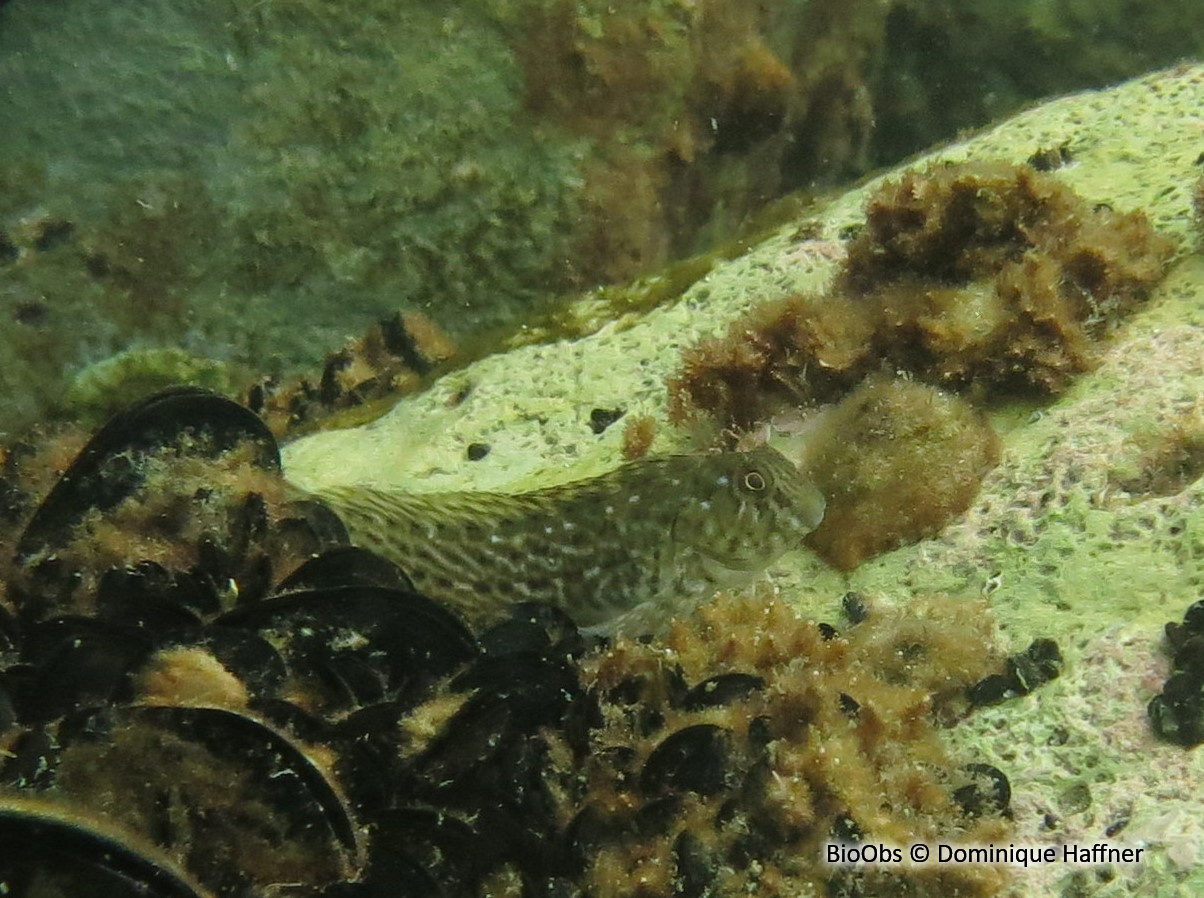 Blennie palmicorne - Parablennius sanguinolentus - Dominique Haffner - BioObs
