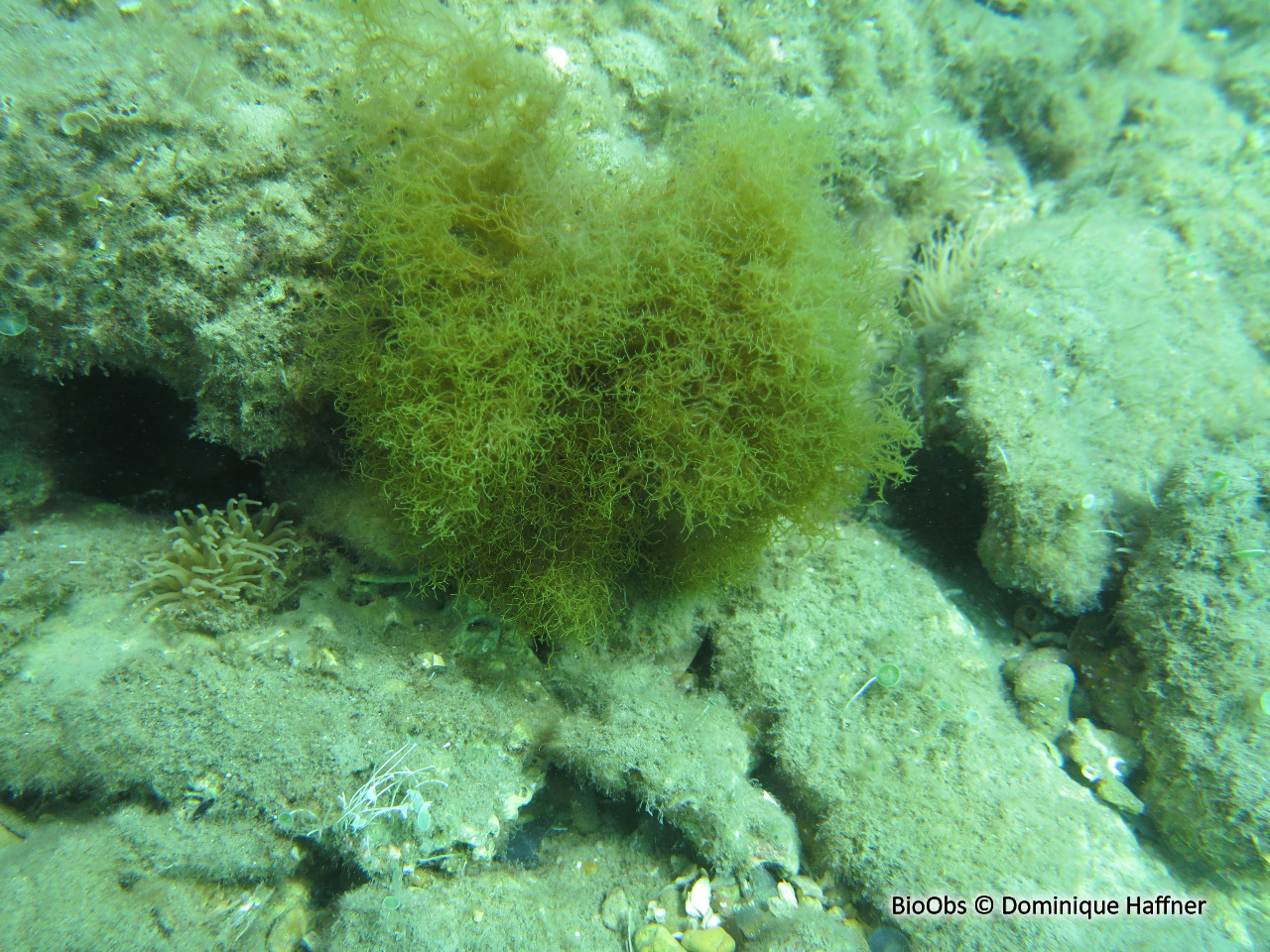 Dictyote jaune - Dictyota implexa - Dominique Haffner - BioObs