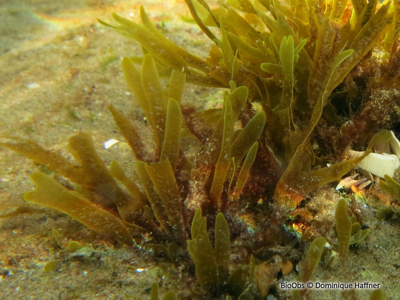 Dictyote spatulée - Dictyota spiralis - Dominique Haffner - BioObs