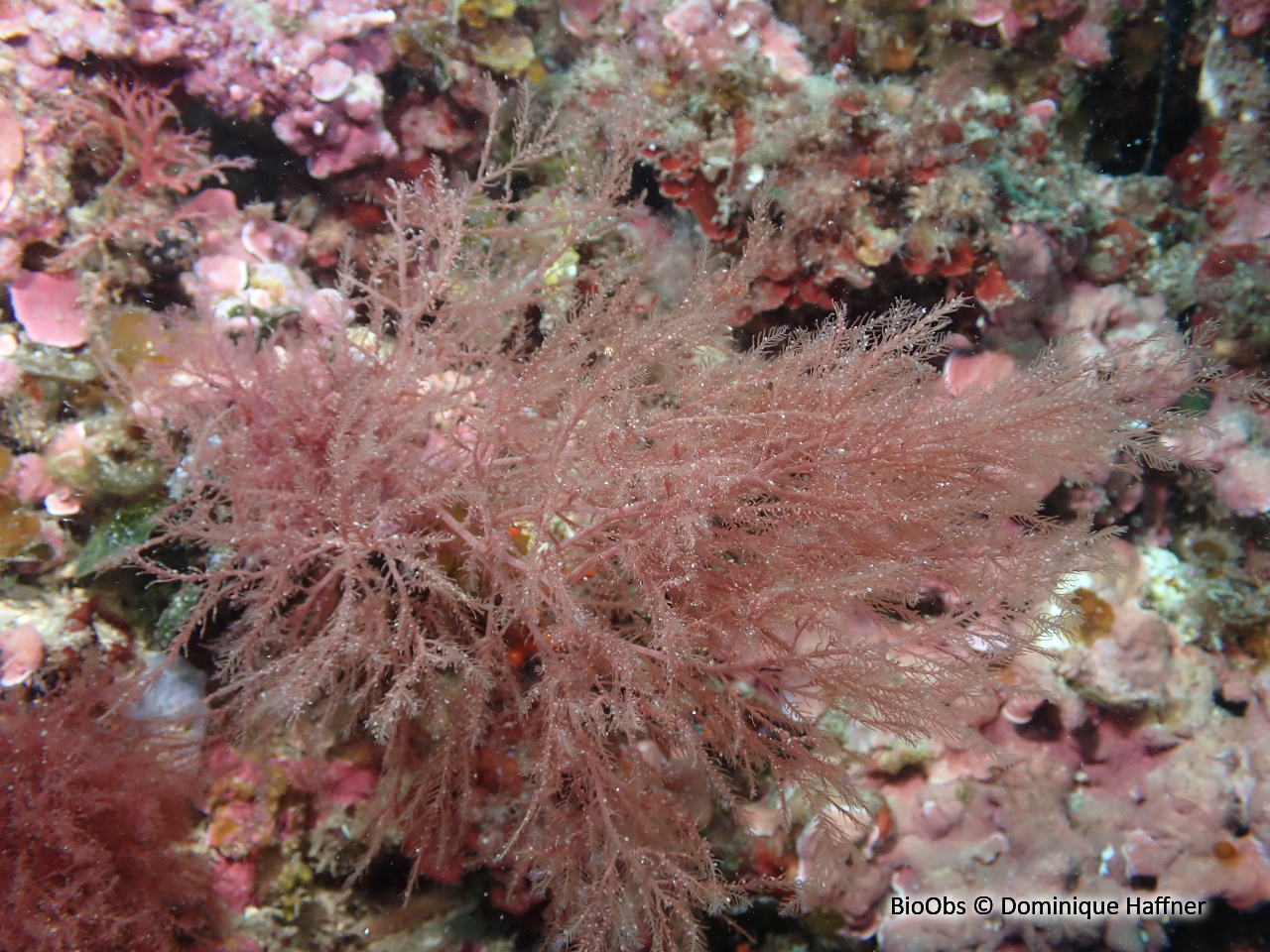 Plume épineuse rouge - Bonnemaisonia asparagoides - Dominique Haffner - BioObs