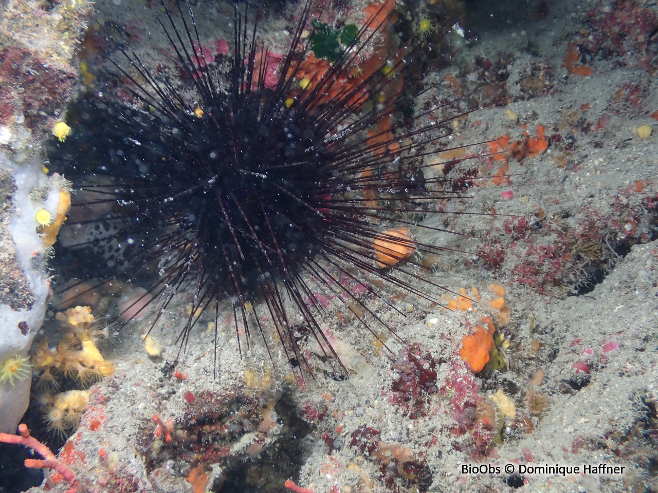 Oursin diadème - Centrostephanus longispinus - Dominique Haffner - BioObs