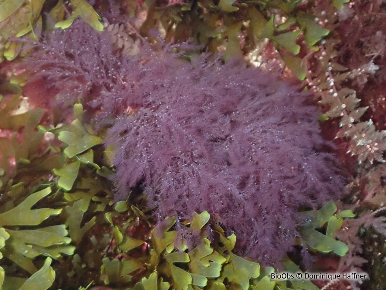 Plume épineuse rouge - Bonnemaisonia asparagoides - Dominique Haffner - BioObs