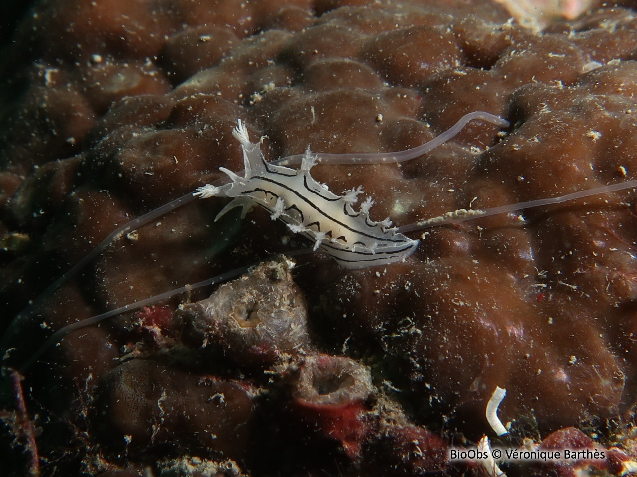 Tritonie striée - Duvaucelia striata - Véronique Barthès - BioObs