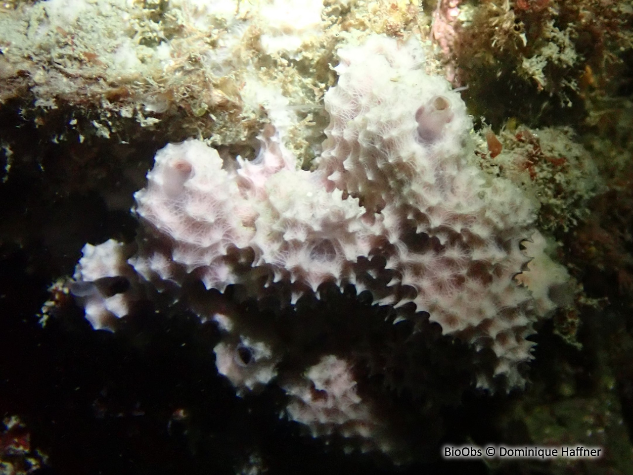 Eponge cheminée rose - Dysidea avara - Dominique Haffner - BioObs