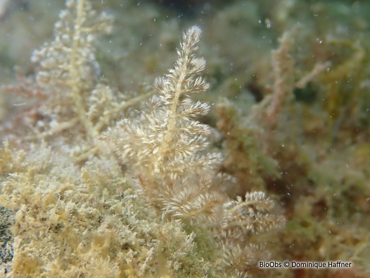Algue duvet - Wrangelia penicillata - Dominique Haffner - BioObs