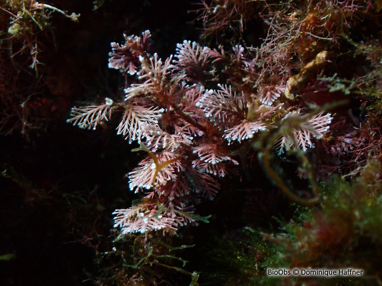 Coralline de Méditerranée - Corallina caespitosa - Dominique Haffner - BioObs