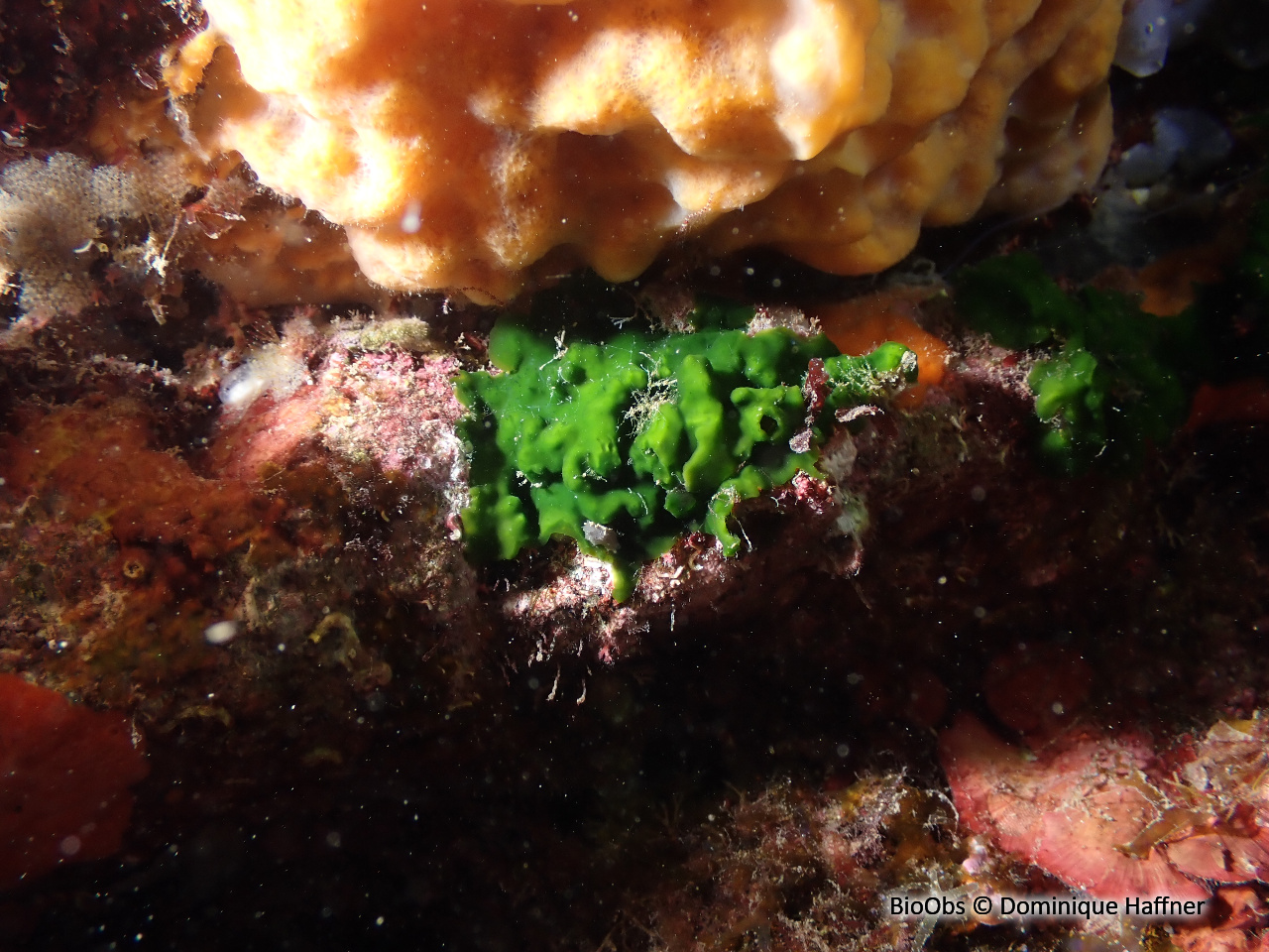 Palmophylle - Palmophyllum crassum - Dominique Haffner - BioObs