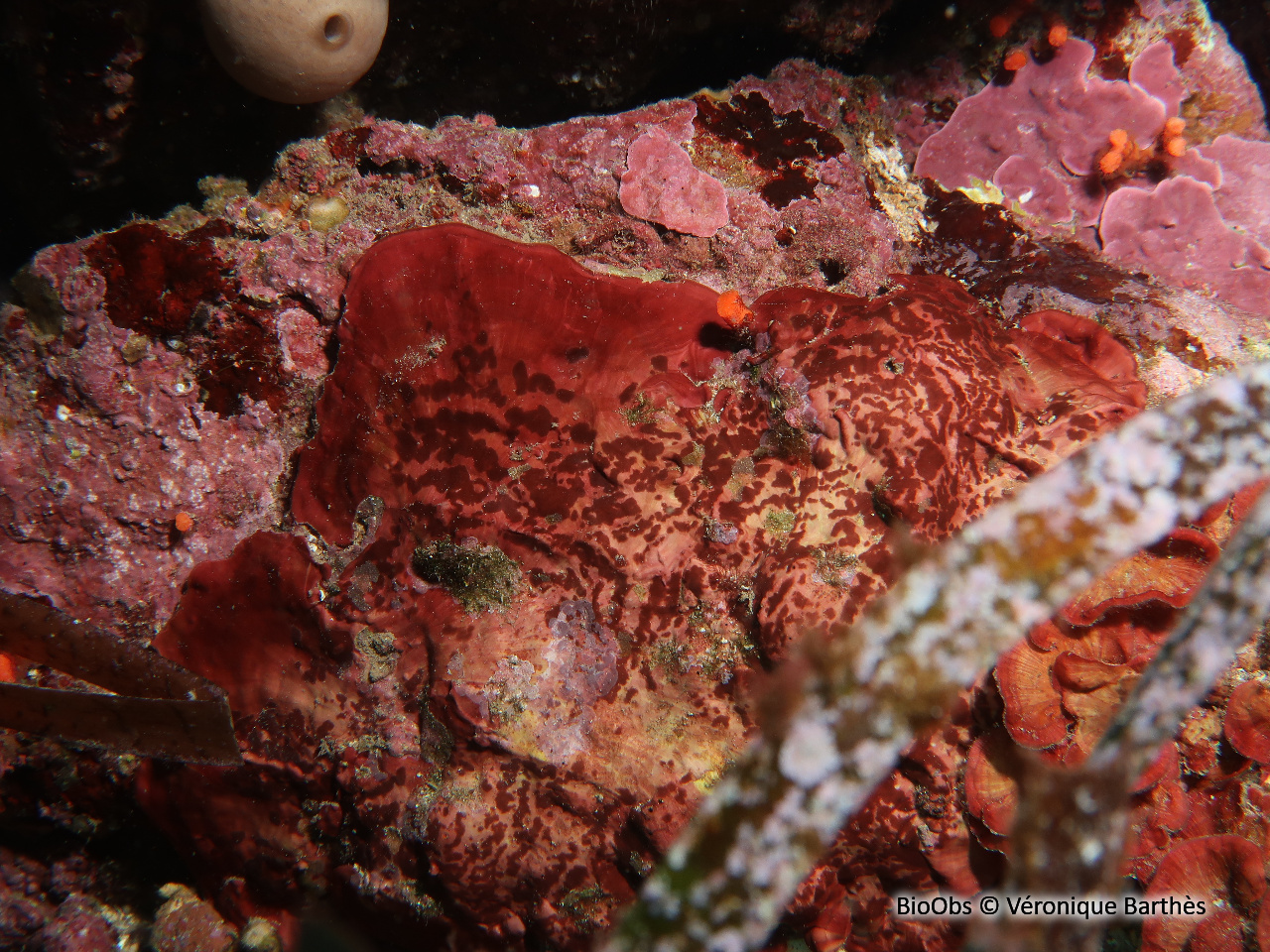 Peyssonnele calcifiée - Peyssonnelia rosa-marina - Véronique Barthès - BioObs