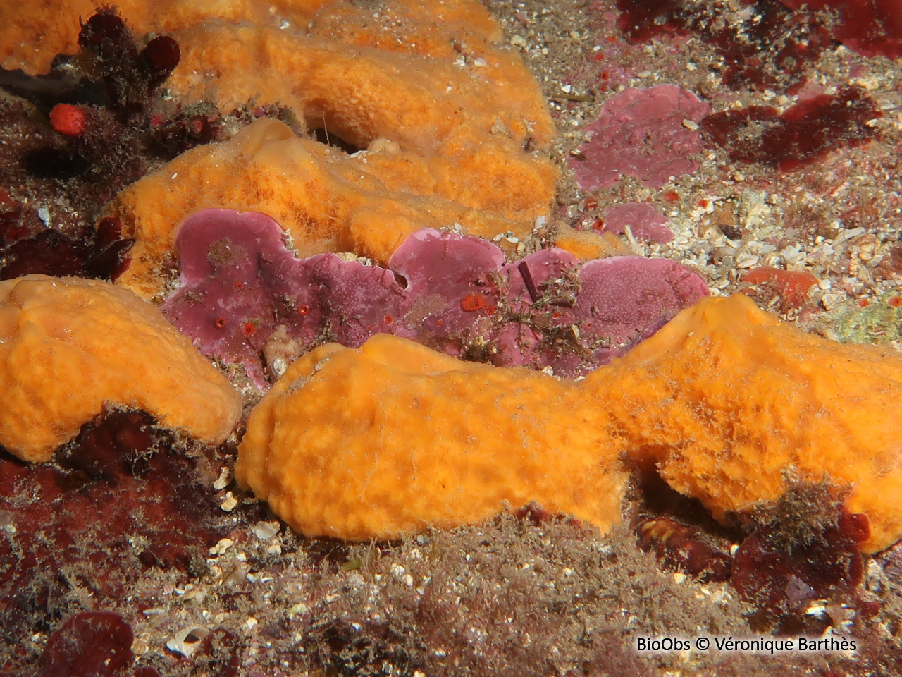 Dictyonelle à crêtes - Dictyonella incisa - Véronique Barthès - BioObs