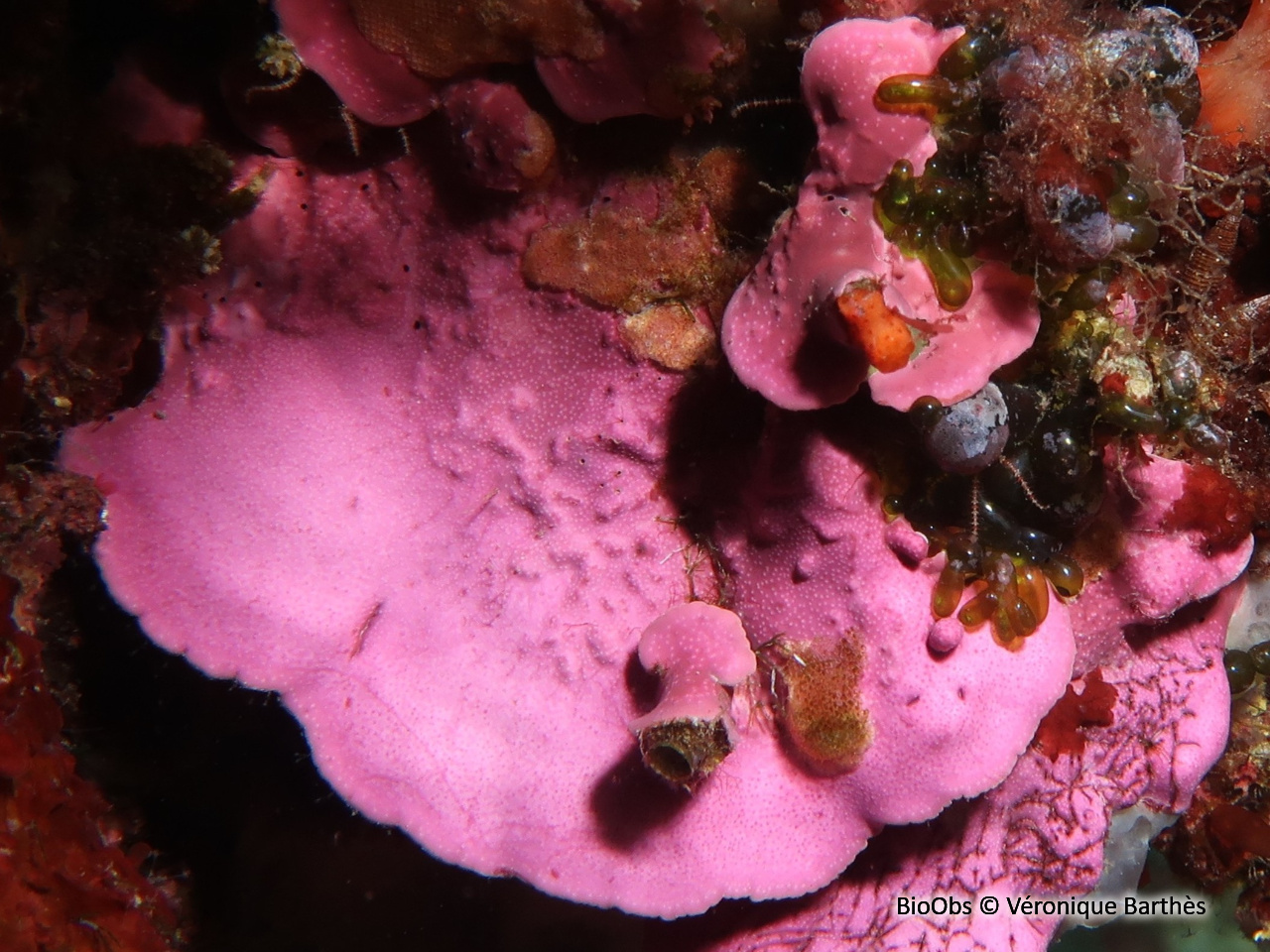 Feuille de pierre encorbellée - Lithophyllum stictiforme - Véronique Barthès - BioObs