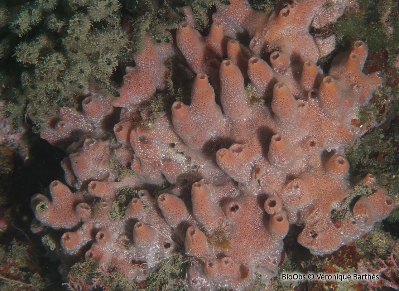 Eponge tubulaire brune - Haliclona (Reniera) aquaeductus - Véronique Barthès - BioObs