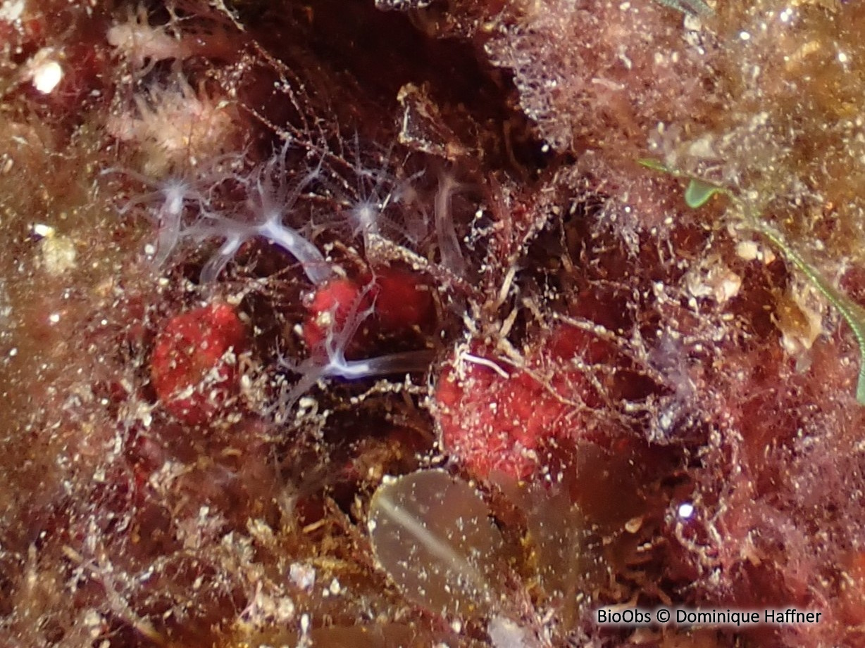 Corail corne d'abondance - Cornularia cornucopiae - Dominique Haffner - BioObs