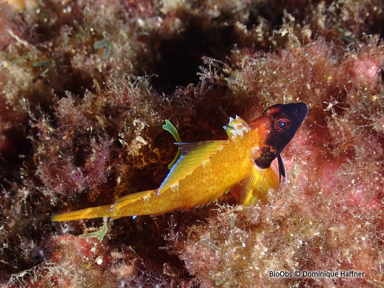 Triptérygion jaune - Tripterygion delaisi - Dominique Haffner - BioObs