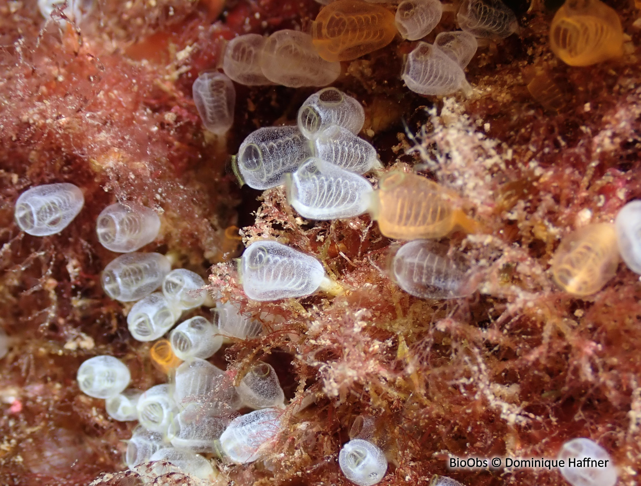 Clavelines naines - Pycnoclavella communis/ nana - Dominique Haffner - BioObs