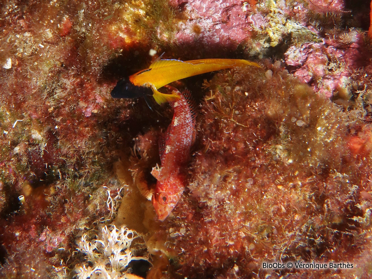 Triptérygion jaune - Tripterygion delaisi - Véronique Barthès - BioObs