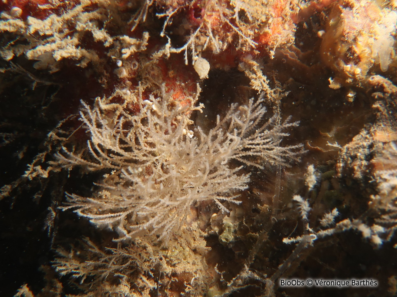 Bugule à stolon - Bugulina stolonifera - Véronique Barthès - BioObs