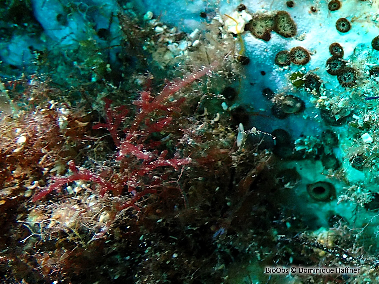 Algue rouge Laurencia (genre) - Laurencia - Dominique Haffner - BioObs