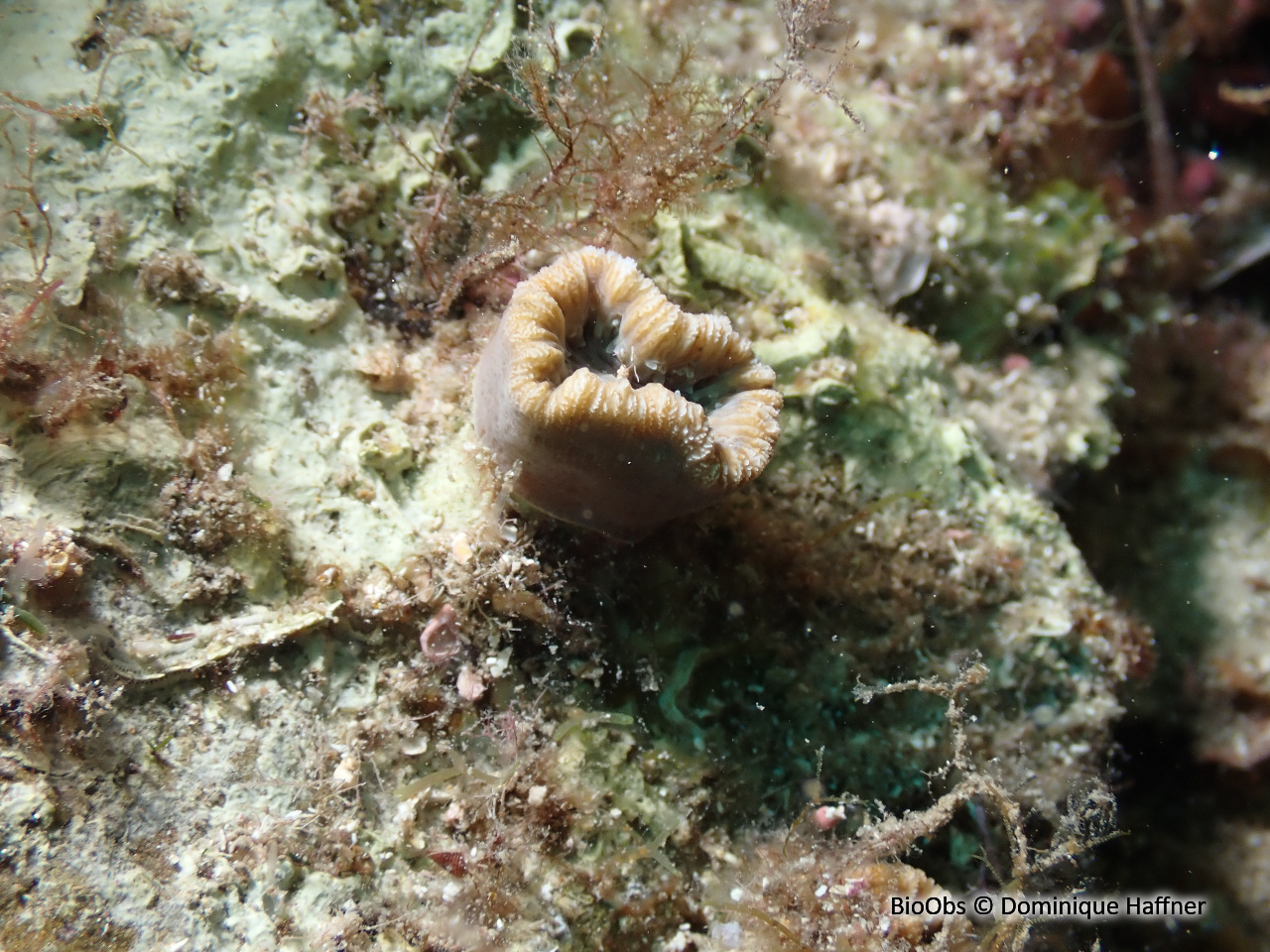 Dent de cochon - Balanophyllia (Balanophyllia) europaea - Dominique Haffner - BioObs