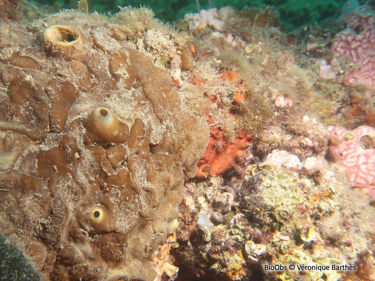 Clione verte - Cliona viridis - Véronique Barthès - BioObs